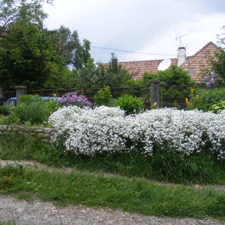 alte flori albe 2